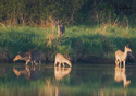 Odocoileus virginianus